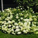 Hydrangea arborescens 'Annabelle'